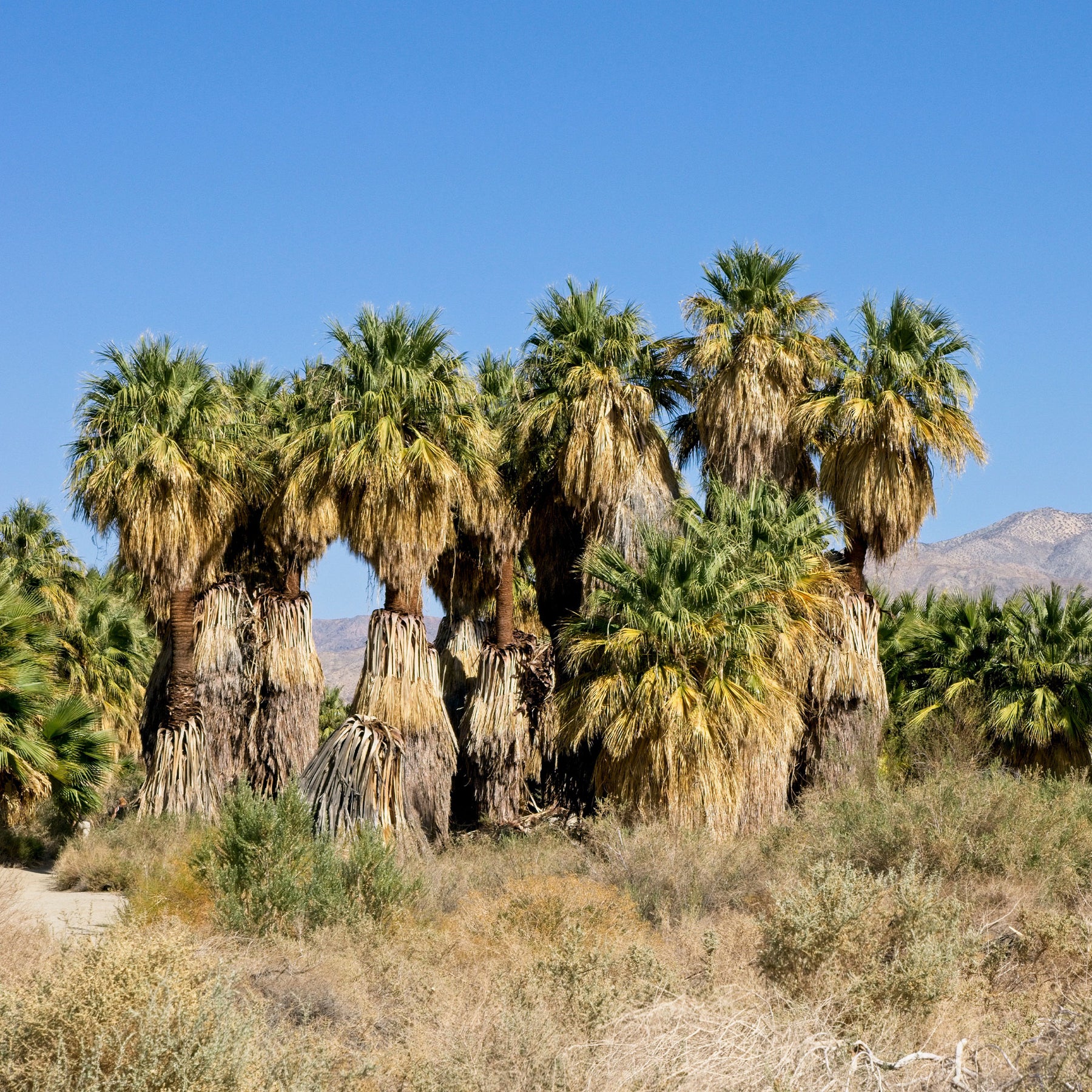 Vente Palmier à jupon - Washingtonia filifera - Washingtonia filifera
