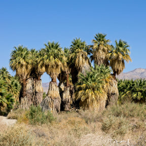 Vente Palmier à jupon - Washingtonia filifera - Washingtonia filifera