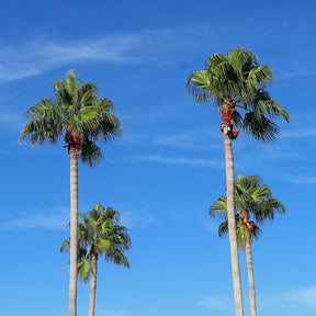Palmier à jupon du Mexique - Washingtonia robusta - Willemse