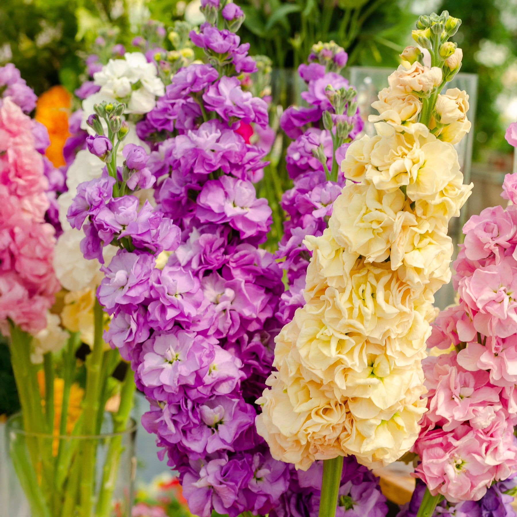Giroflées Quarantaine en mélange - Matthiola incana - Willemse