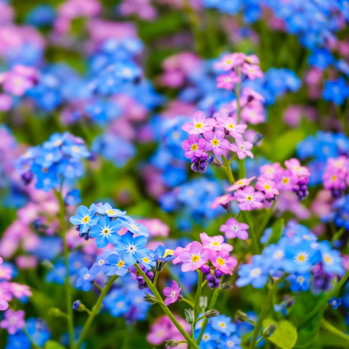 Myosotis des Alpes en mélange - Willemse