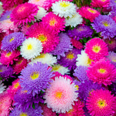 Collection de Reines-marguerites