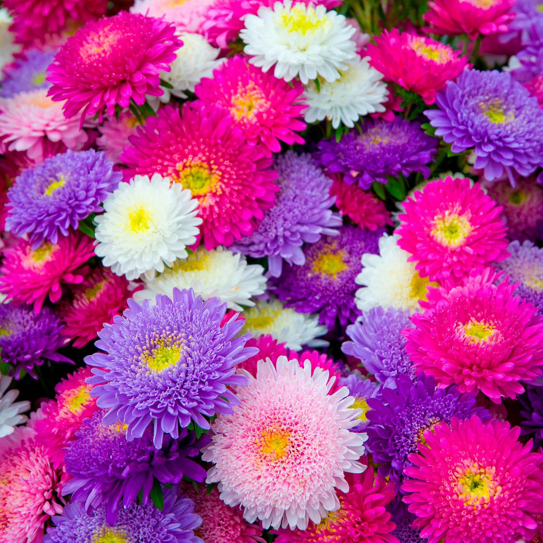 Collection de Reines-marguerites