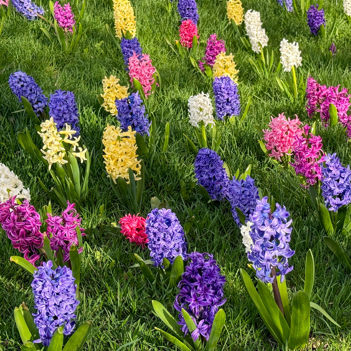 Jacinthes en mélange - Hyacinthus orientalis - Willemse