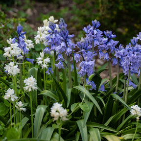 5 Jacinthes des bois en mélange