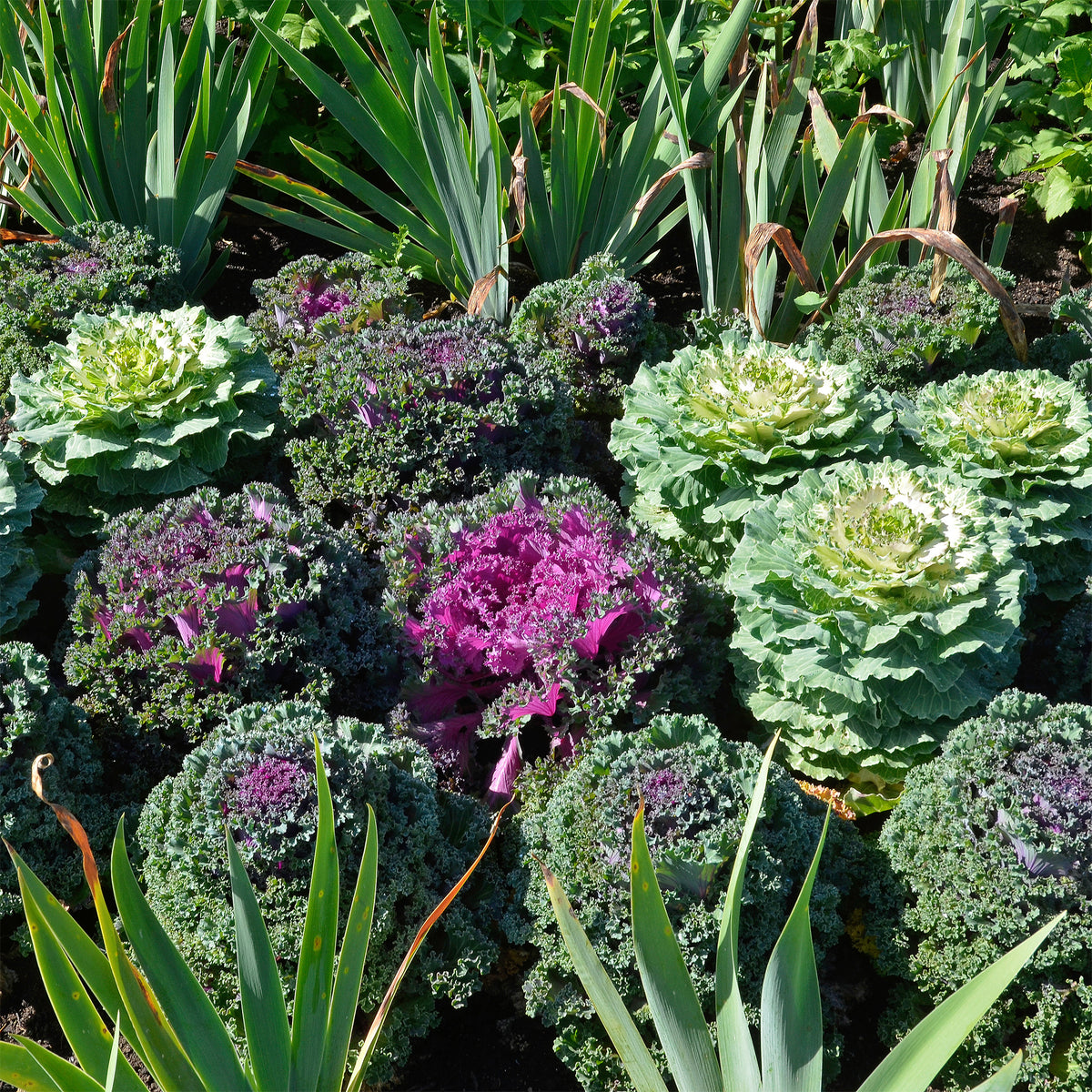 3 Choux décoratifs en mélange - Brassica - Willemse