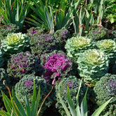 3 Choux décoratifs en mélange - Willemse