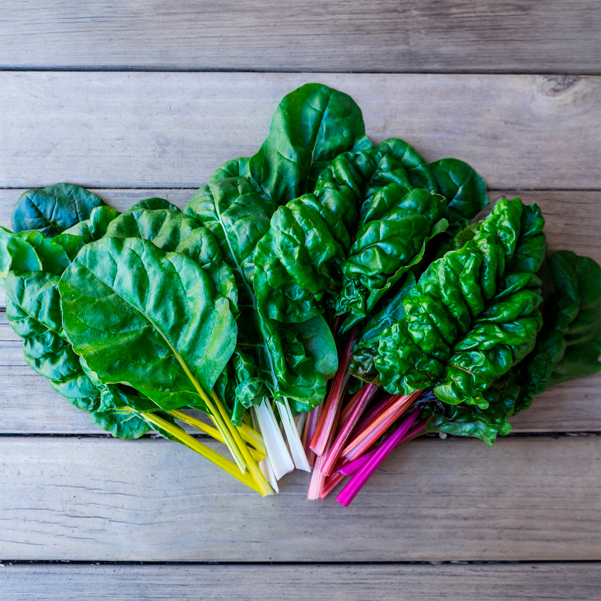 Poirées à cardes colorées en mélange - Beta vulgaris - Willemse
