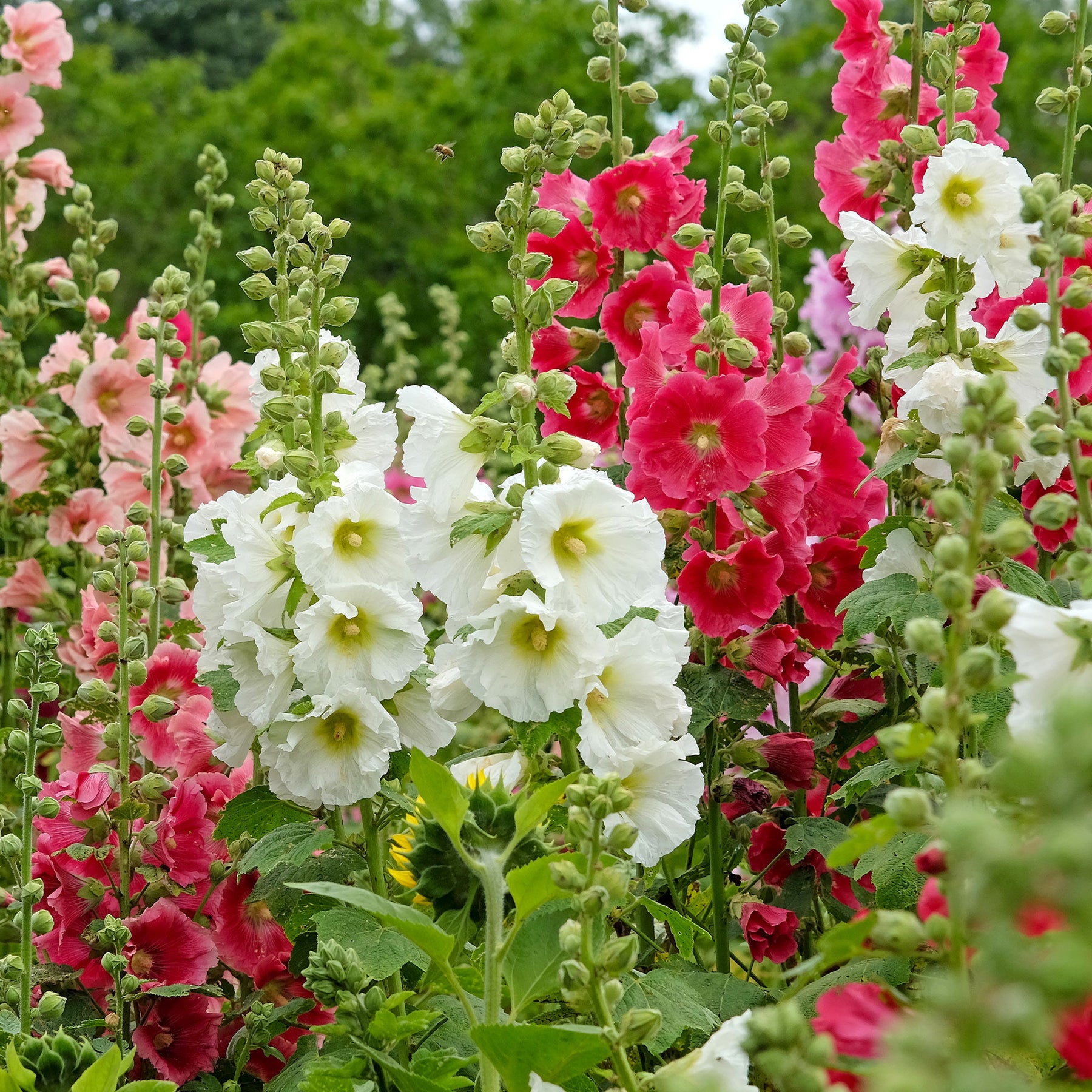 Roses trémières simples Antwerp Stars en mélange - Alcea ficifolia - Willemse