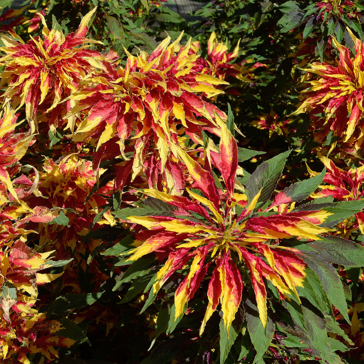 Amarante tricolore comestible Garden Select - Willemse