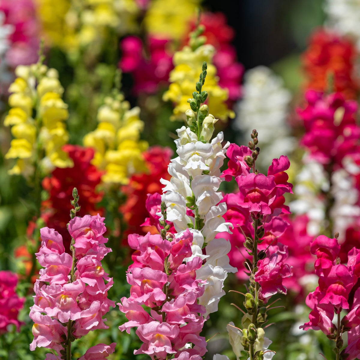 Muflier des Jardins demi-naine Rainbow mix en mélange