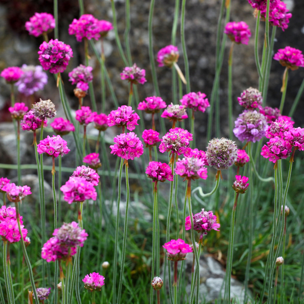 Gazon d'Espagne Splendens - Willemse