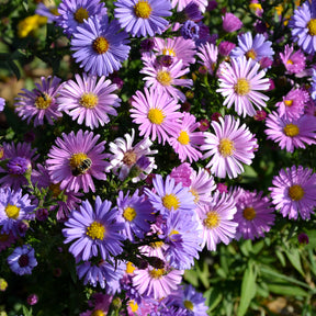 Aster alpinus - Aster vivace des Alpes en mélange - Graines de fleurs