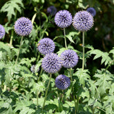 Boule azurée - Chardon boule - Echinops - Willemse