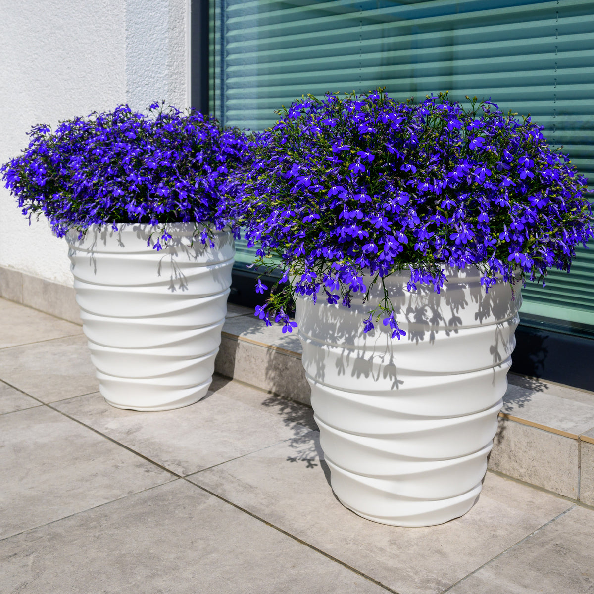 Lobelia Emperor William - Willemse