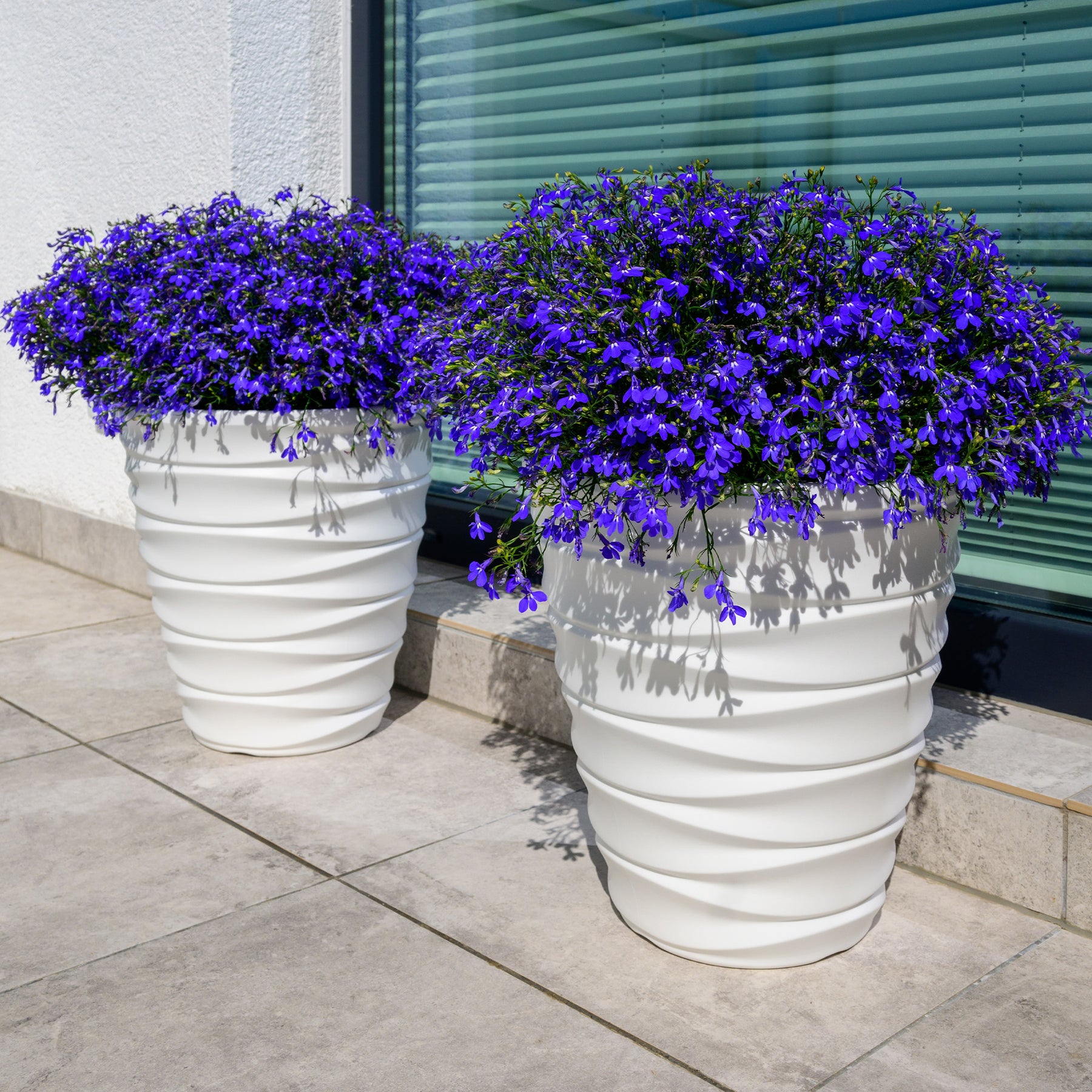 Lobelia Emperor William - Willemse