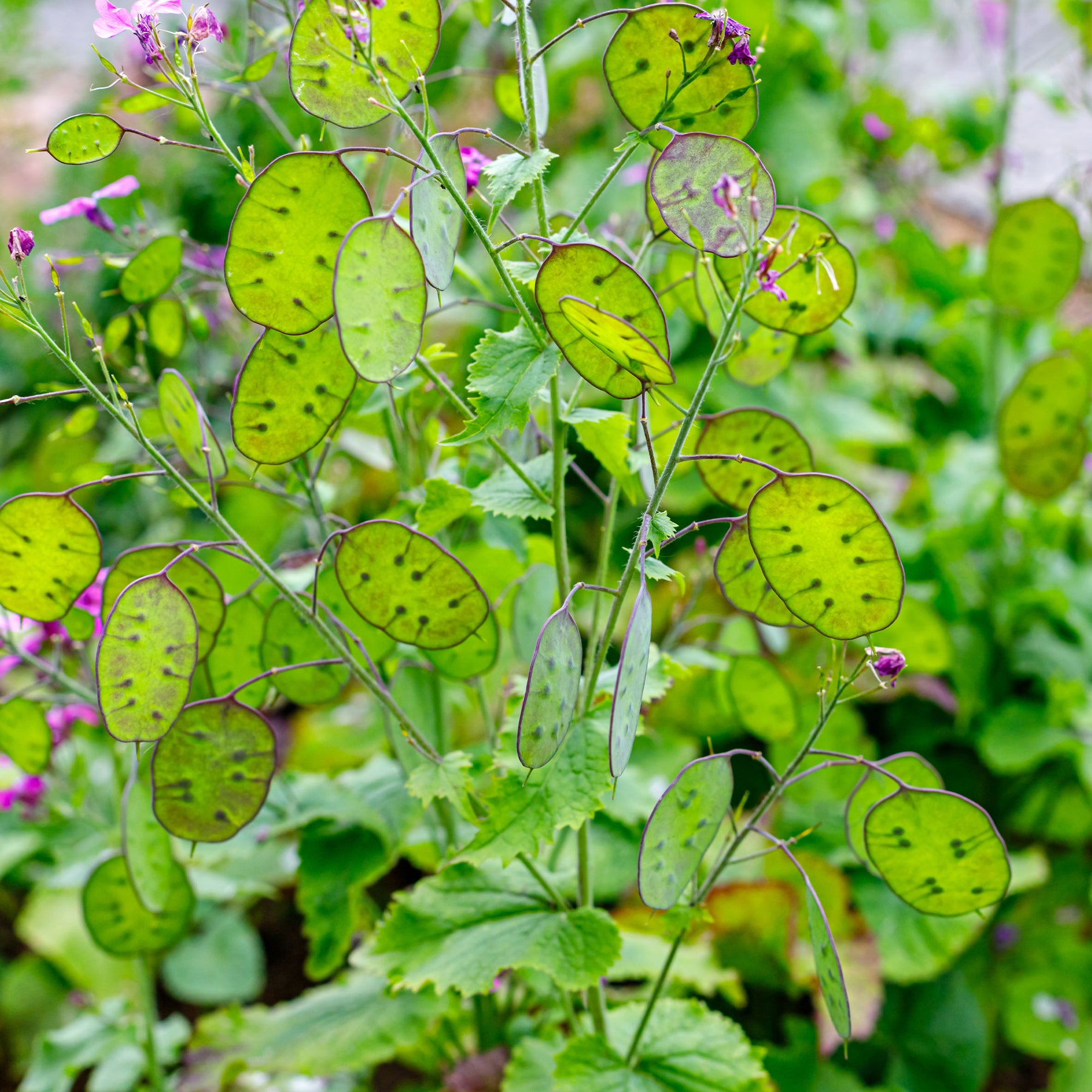 Lunaria biennis annua - Lunaire annuelle - Monnaie du pape en mélange - Graines de fleurs