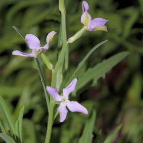 Giroflée du soir Scentsation en mélange - Matthiola longipetala bicornis - Willemse