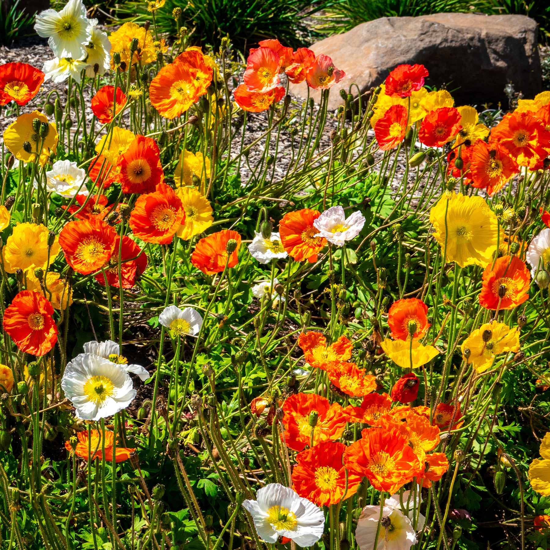 Papaver nudicaule - Pavot d'Islande Artist's Glory en mélange - Coquelicots et Pavots