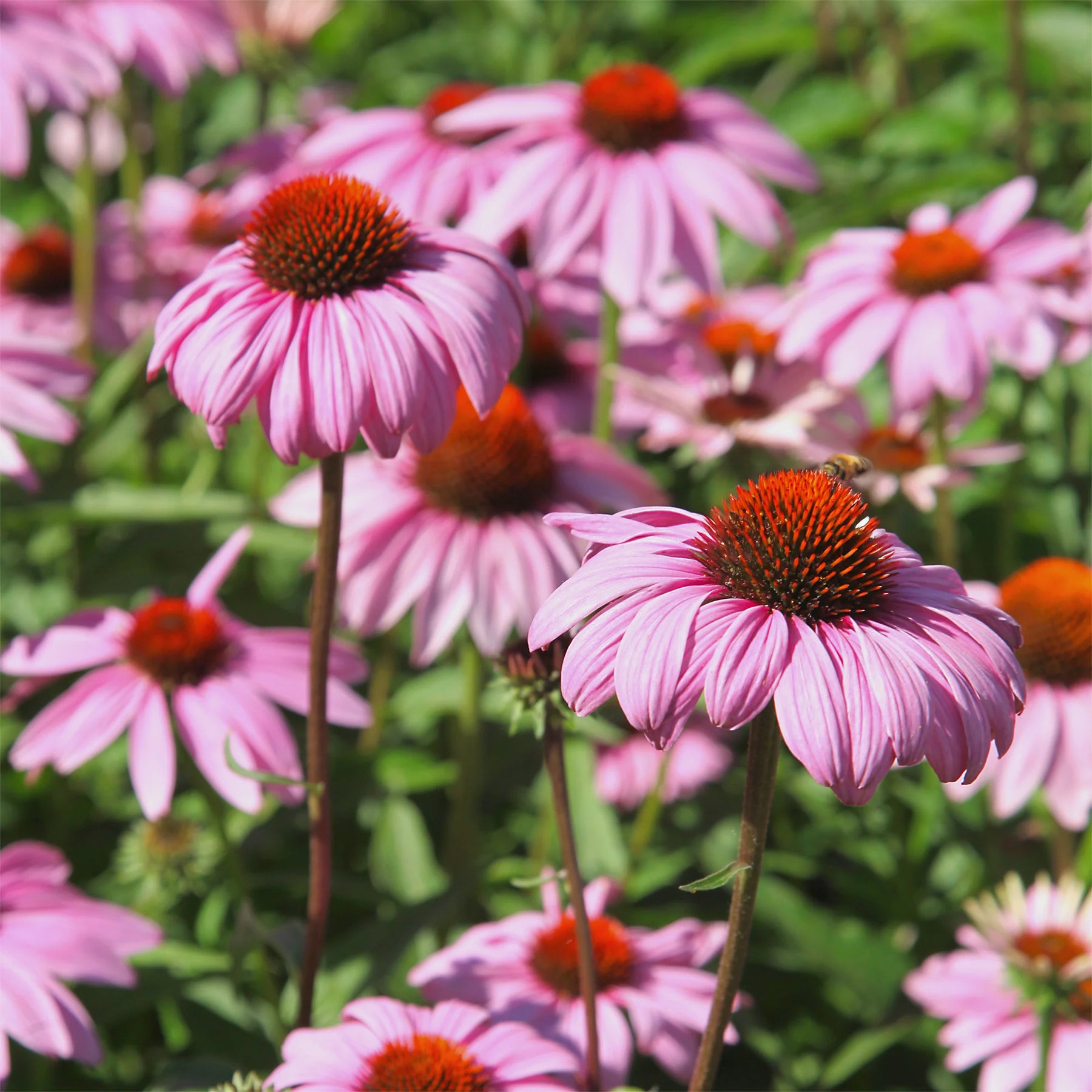 Vente 5 Vivaces pour massif fleuri - Calamagrostis acutiflora,Molinia caerulea,Verbena bonariensis,Echinacea purpurea, Salvia nemorosa                    