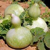 Calebasse - Gourde - Willemse