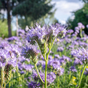 Phacelia tanacetifolia - Phacélie Bio - Graines de fleurs