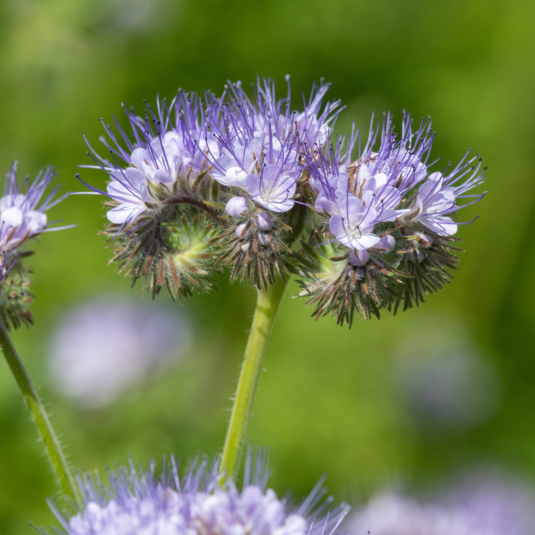 Phacélie Bio - Phacelia tanacetifolia - Willemse