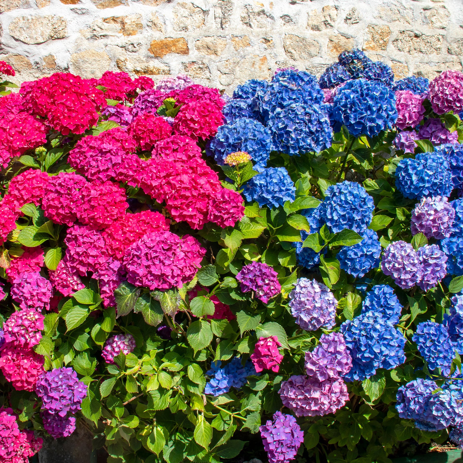 Collection de 4 Hortensias rouges et bleus - Willemse