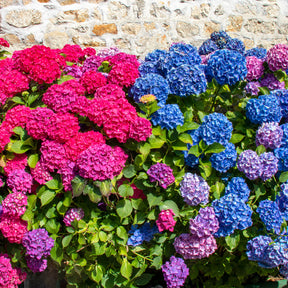 Collection de 4 Hortensias rouges et bleus - Willemse