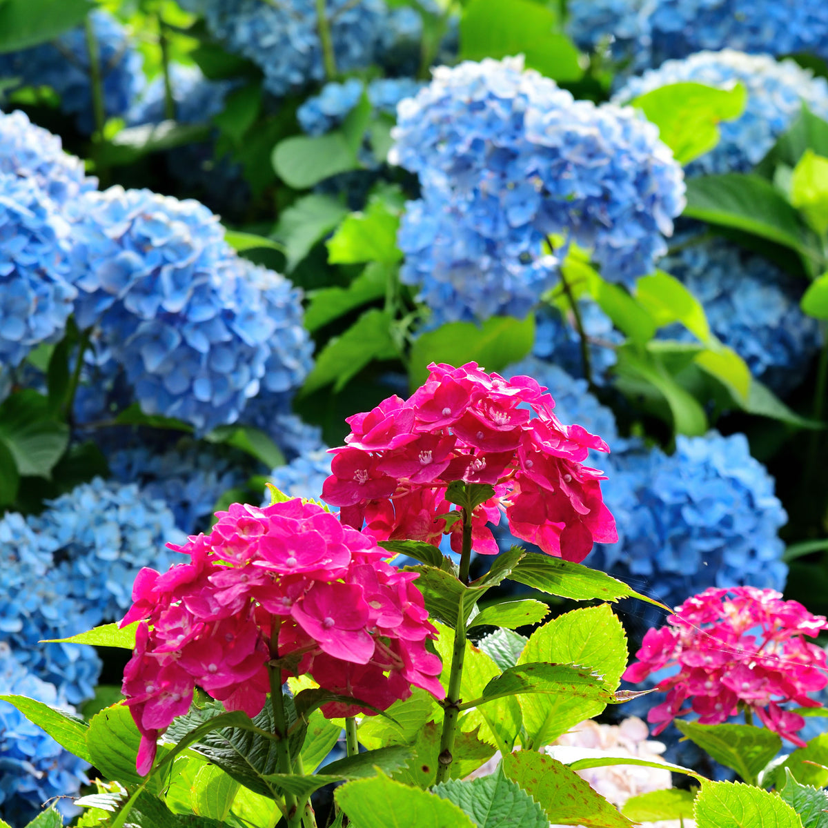 Collection de 4 Hortensias rouges et bleus - Hydrangea macrophylla - Willemse