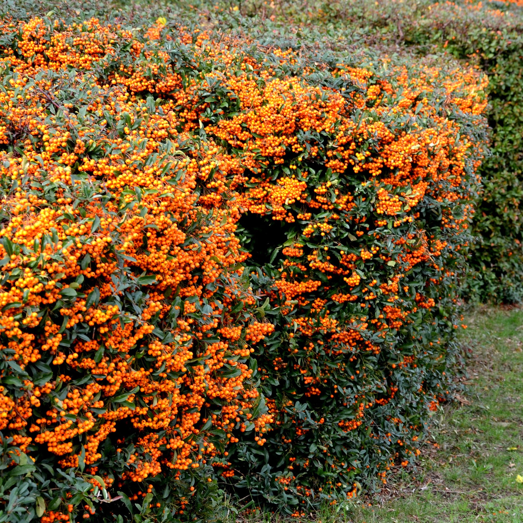 Buisson ardent Saphyr® Orange Cadange - Pyracantha - Pyracantha  saphyr ® orange cadange - Willemse