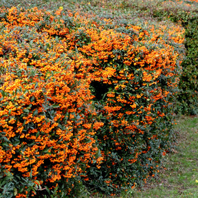 Buisson ardent Saphyr® Orange Cadange - Pyracantha - Pyracantha  saphyr ® orange cadange - Willemse