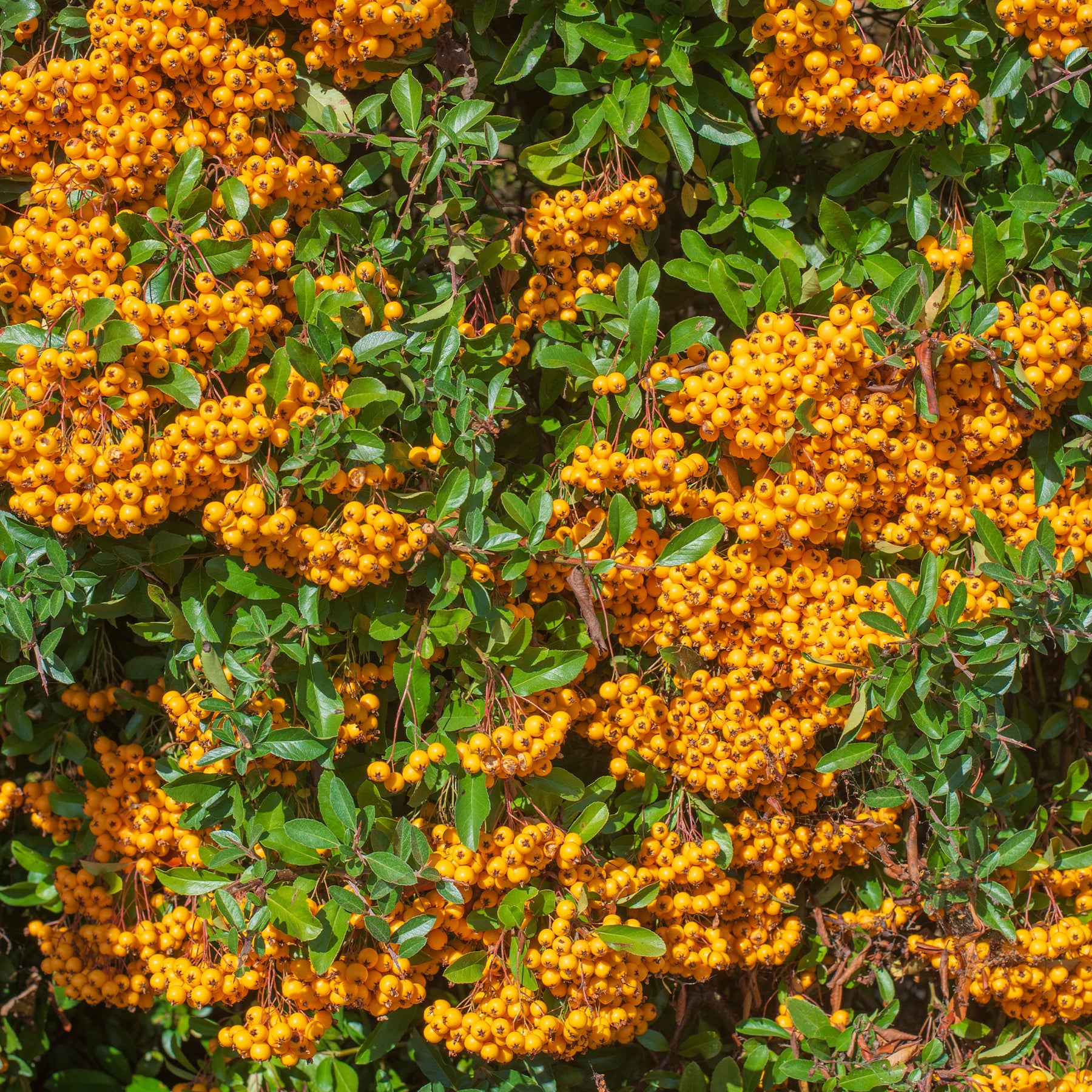 Pyracantha  saphyr ® orange cadange - Buisson ardent Saphyr® Orange Cadange - Pyracantha - Buisson ardent - Pyracantha