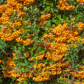 Pyracantha  saphyr ® orange cadange - Buisson ardent Saphyr® Orange Cadange - Pyracantha - Buisson ardent - Pyracantha