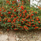 Buisson ardent Saphyr® Rouge Cadrou - Pyracantha - Willemse