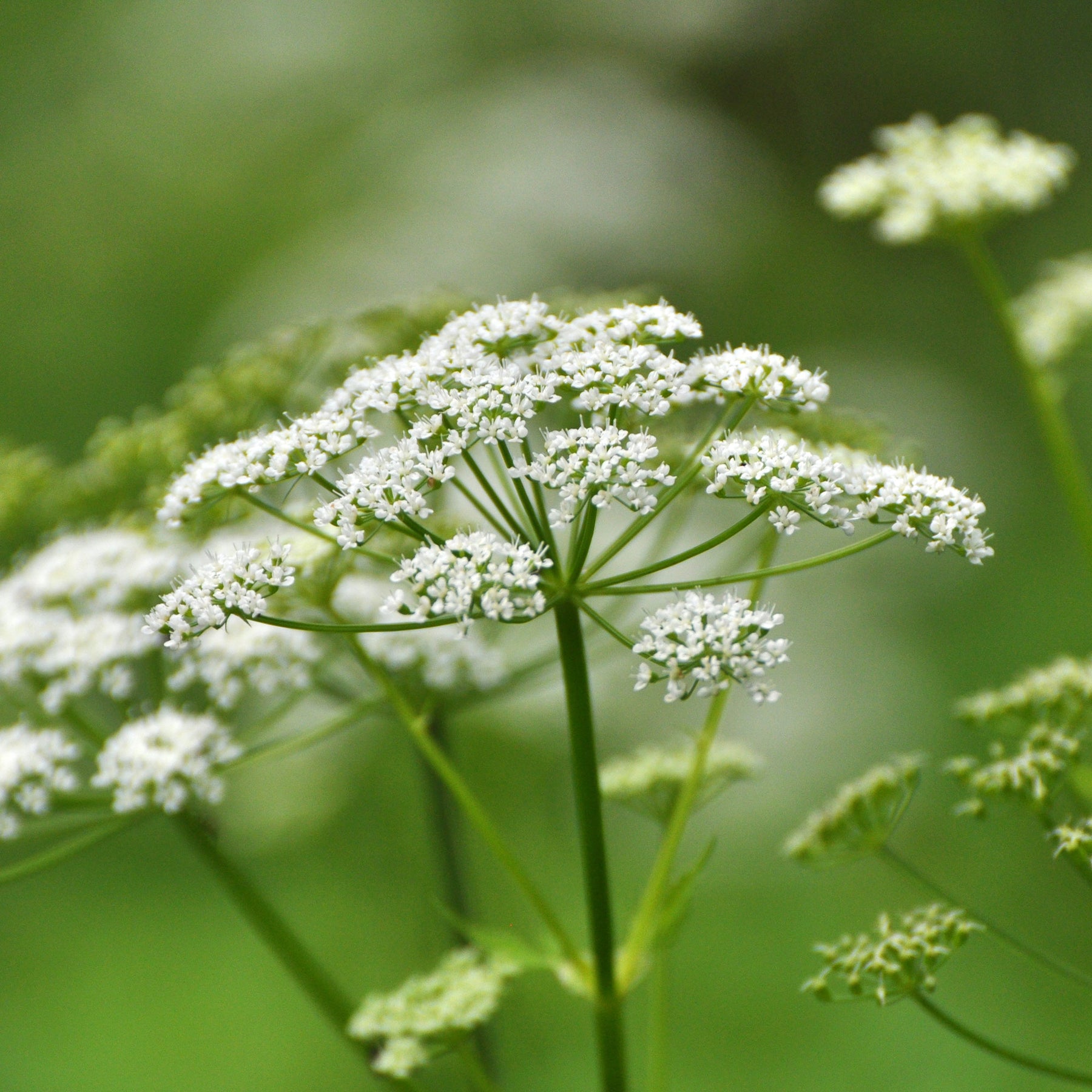 Vivaces couvre-sol - Herbe aux goutteux - Aegopodium podagraria
