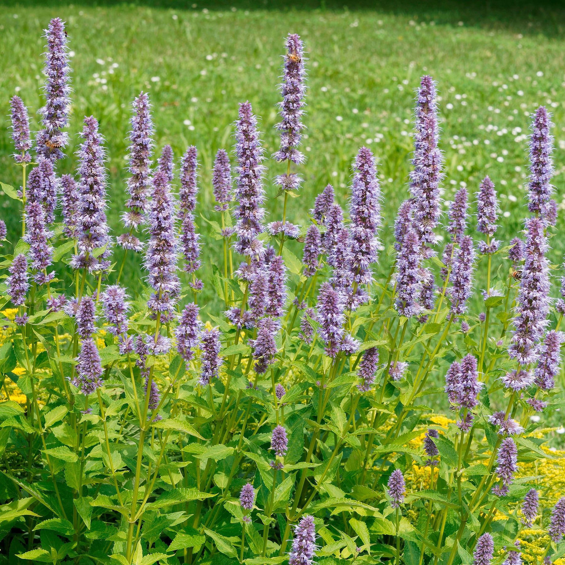 Agastache foeniculum - Agastache fenouil - Agastache
