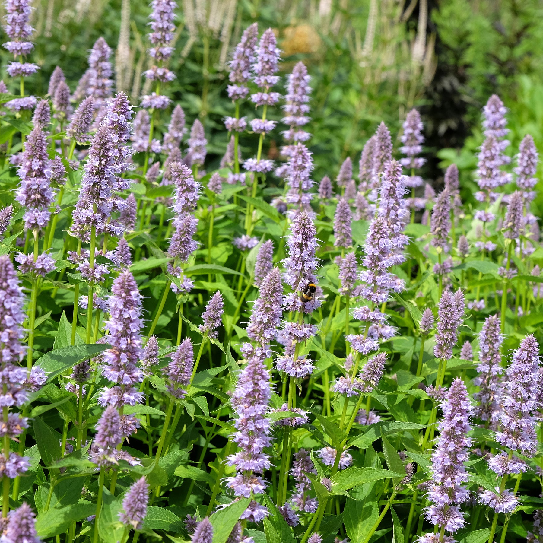 Agastache fenouil - Agastache foeniculum - Willemse