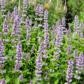 Agastache fenouil - Agastache foeniculum - Willemse
