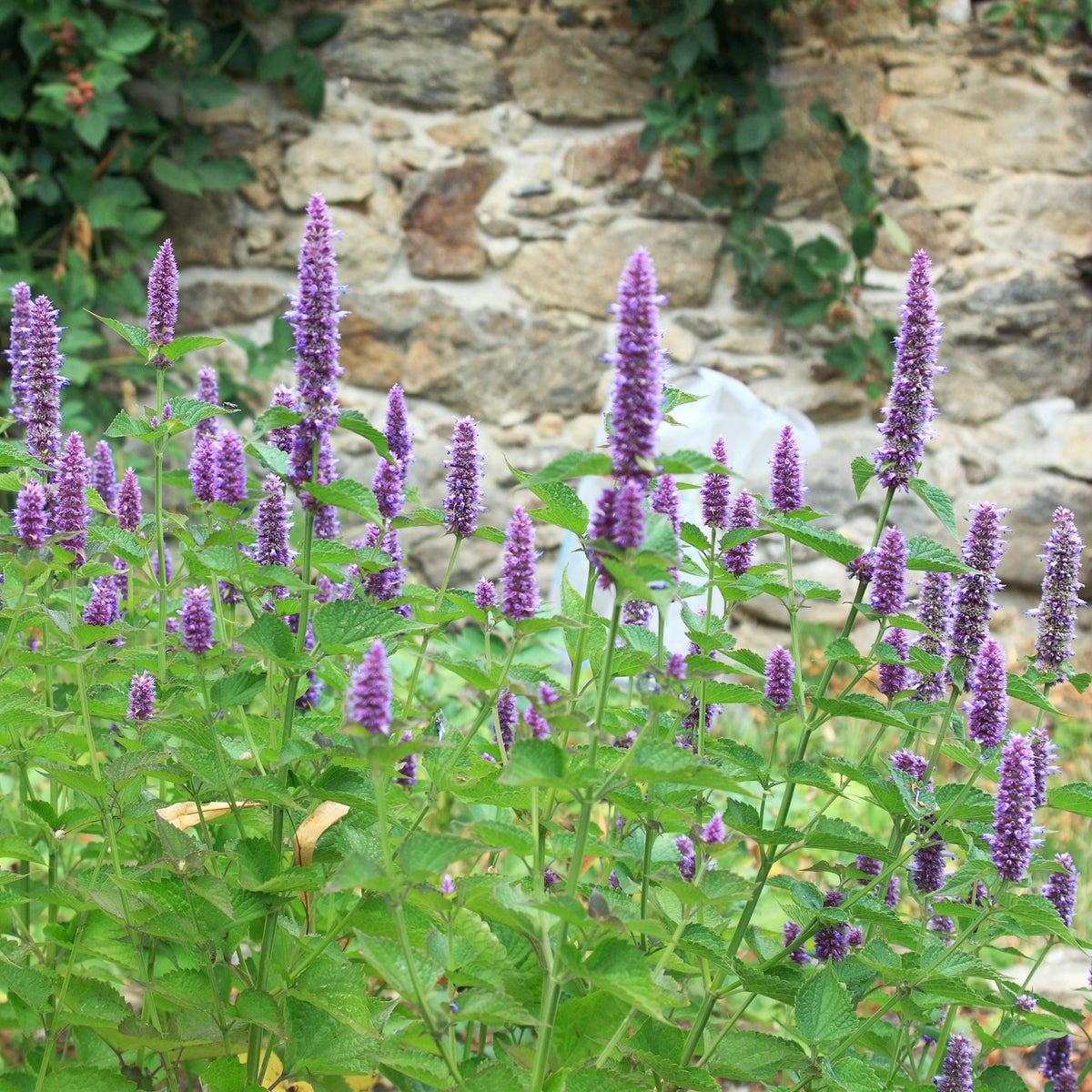 Agastache fenouil - Willemse