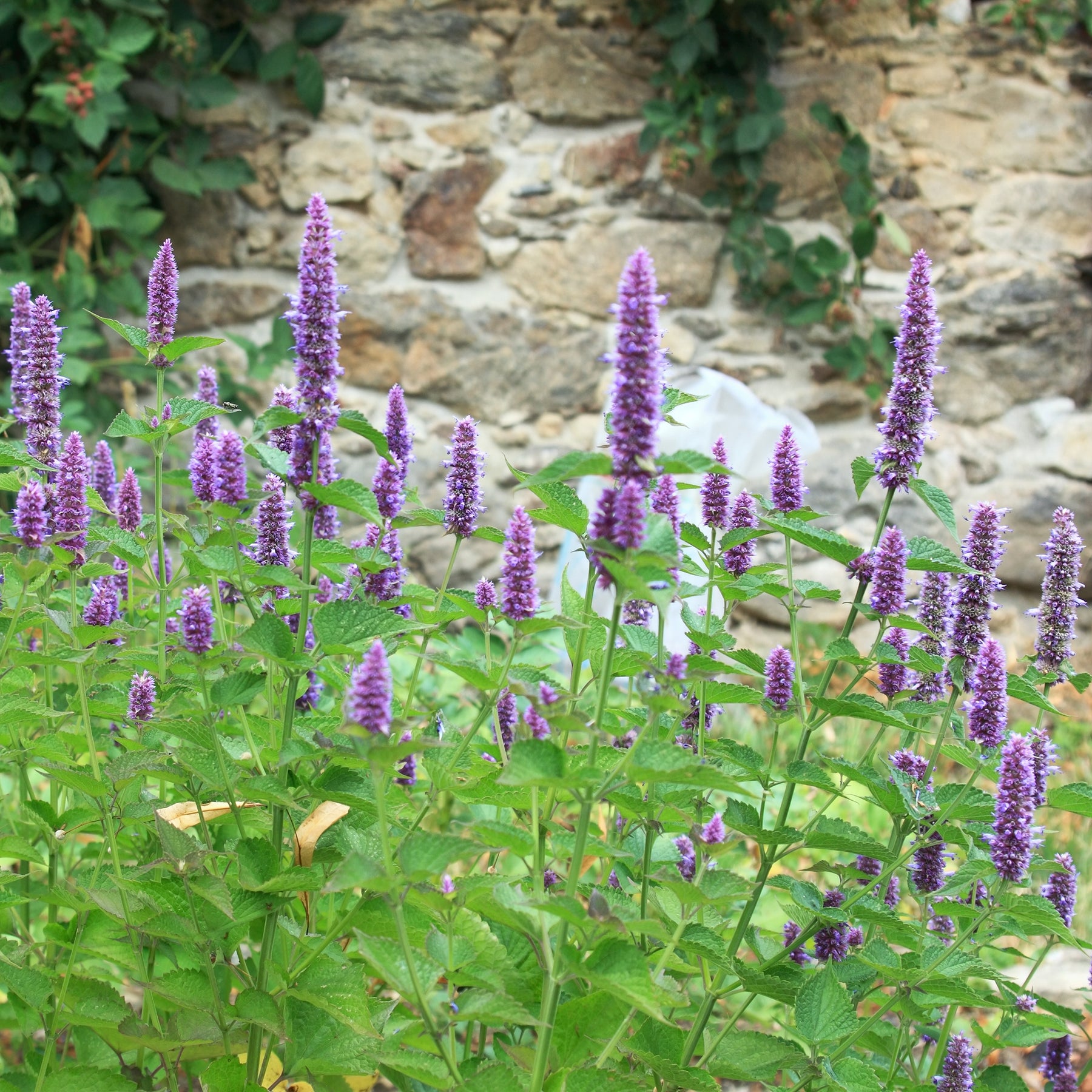 Agastache fenouil - Willemse