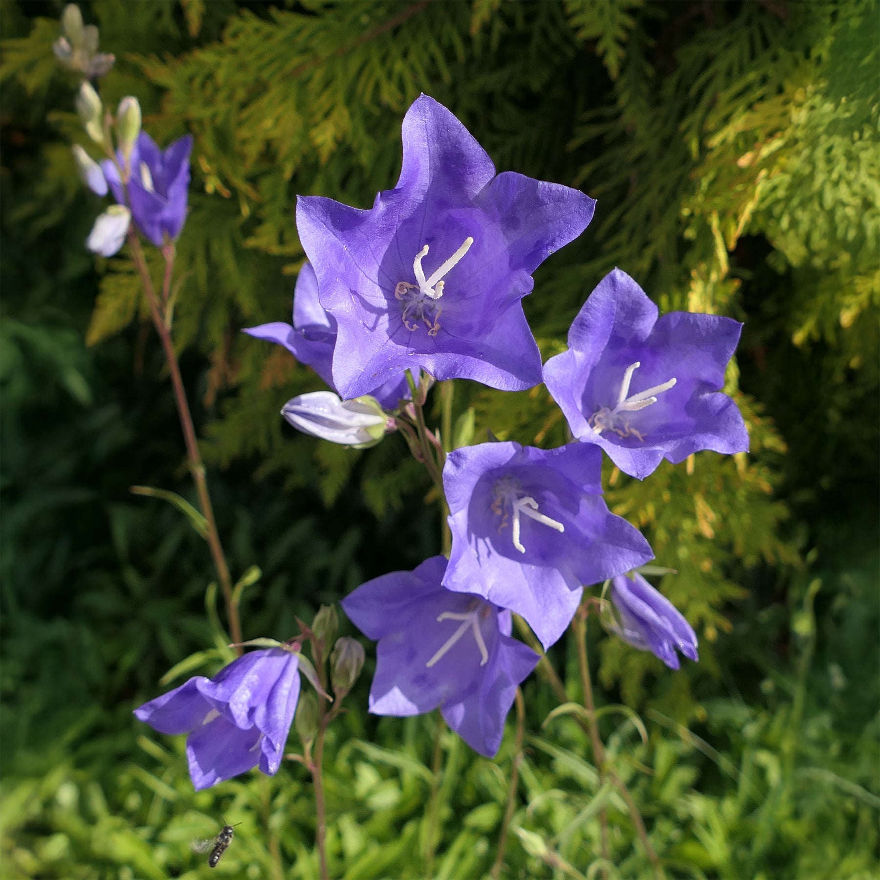 Campanula persicifolia - Campanule à feuilles de pêcher - Campanule