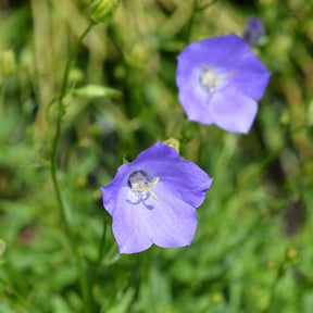 Campanule - Campanule à feuilles de pêcher - Campanula persicifolia
