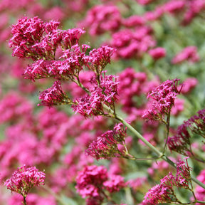 Valériane coccineus - Centranthus ruber coccineus - Willemse