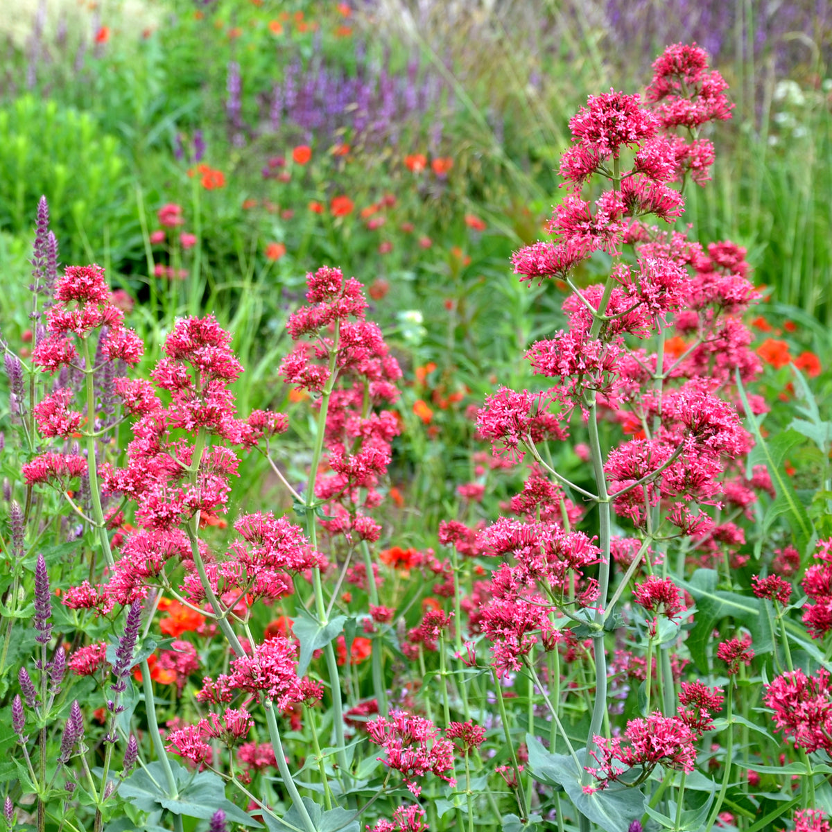 Valériane coccineus - Willemse
