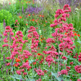 Valériane coccineus - Willemse