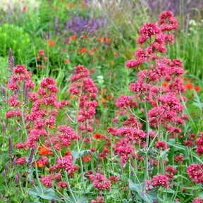 3 Valérianes rouges