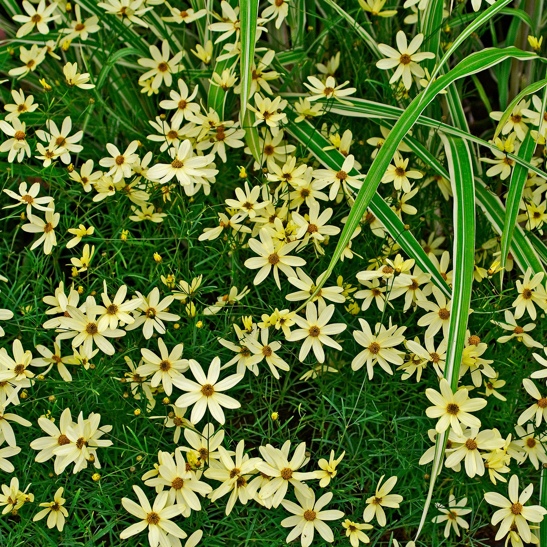 Coreopsis verticillé Moonbeam - Coreopsis verticillata Moonbeam - Willemse