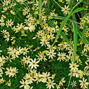 Coreopsis verticillé Moonbeam - Coreopsis verticillata Moonbeam - Willemse