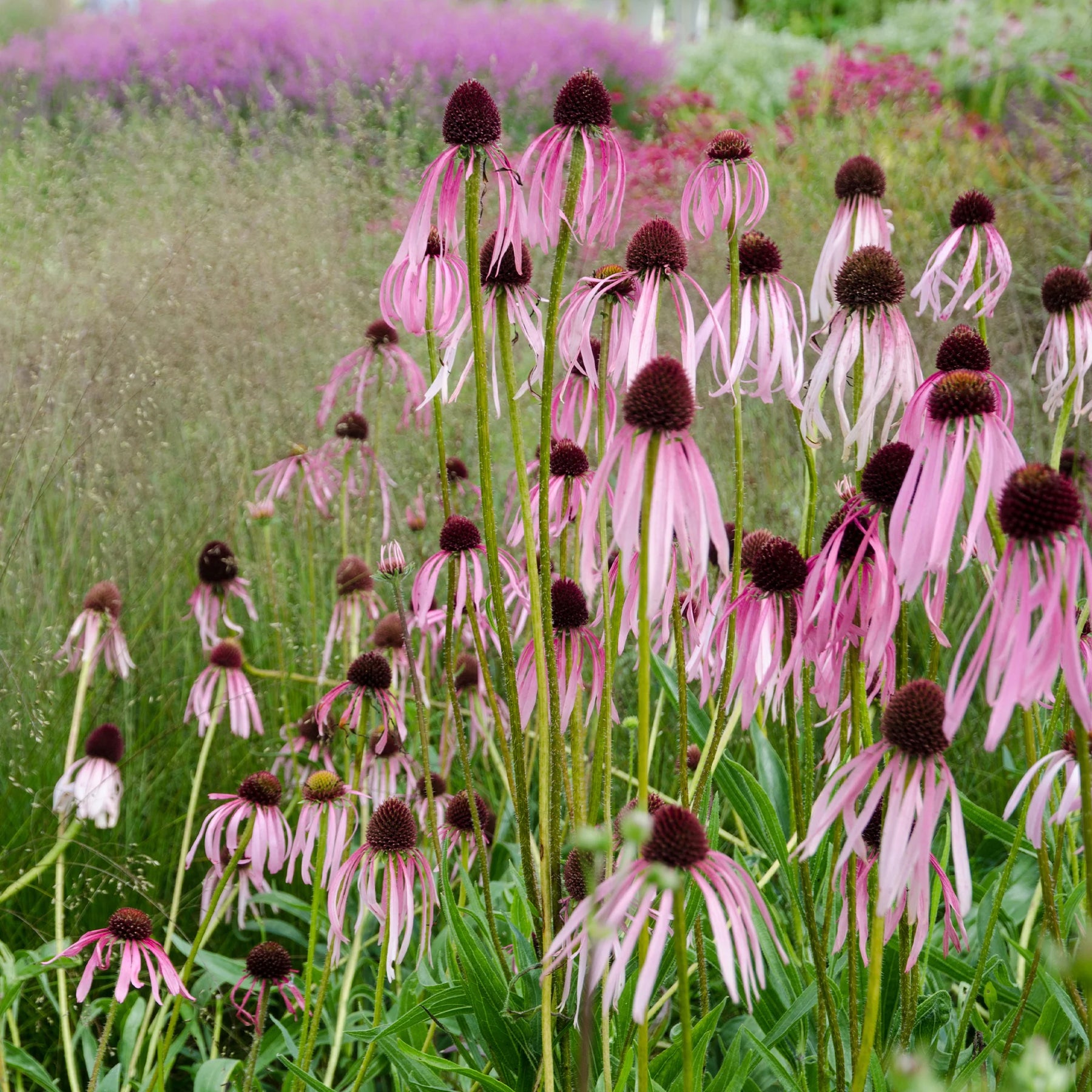 Vente 5 Vivaces pour massif ensoleillé  - Deschampsia cespitosa, Gaura lindheimeri, Nepeta faassenii, Perovskia atriplicifolia, Echinacea pallida                